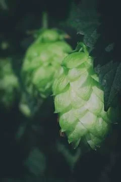 Hops - inflorescence 写真素材