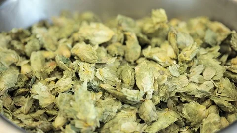 Hops ingredient for manufacturing craft beer Stock Footage 75876380