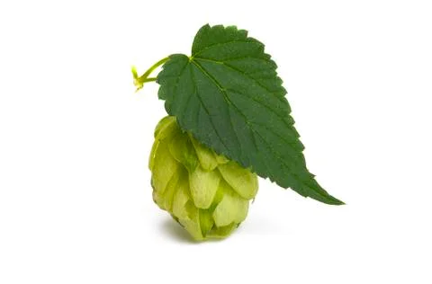 Hops isolated Stock Photos