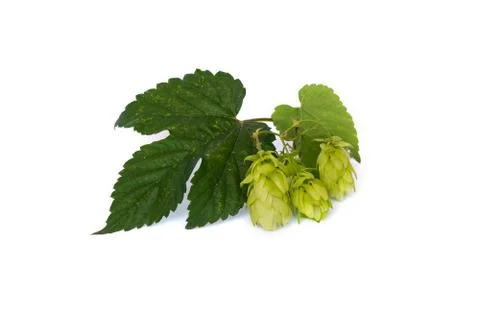 Hops isolated on a white background. Stock Photos