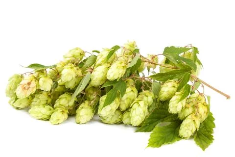 Hops isolated on white background Stock Photos