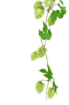 Hops isolated on a white background Stock Photos