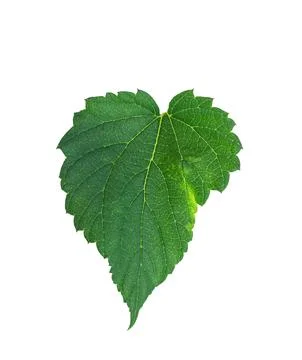 Hops leaf isolated on a white background with clipping path. Green fresh ho.. Stock Photos