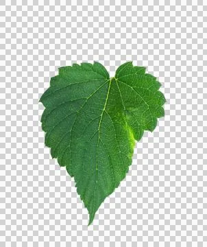 Hops leaf isolated on a white background with clipping path. Green fresh ho.. Stock Photos