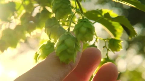 Hops in the palm .Cones and leaves of hops in the sun glare close-up Stock Footage 313080674