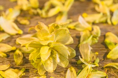 Hops pellets Stock Photos