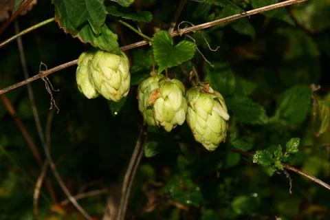 Hops Stock Photos
