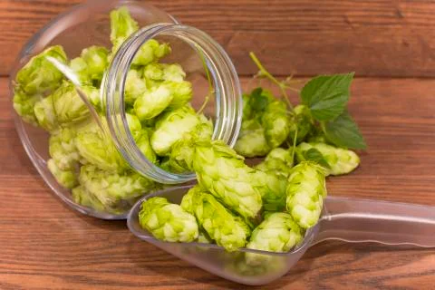 Hops Stock Photos