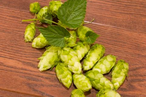 Hops Stock Photos