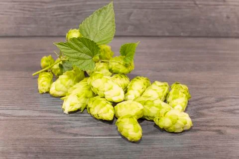 Hops Stock Photos