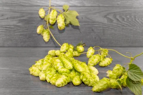 Hops Stock Photos