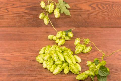Hops Stock Photos