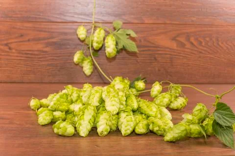 Hops Stock Photos