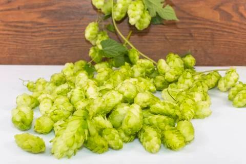 Hops Stock Photos