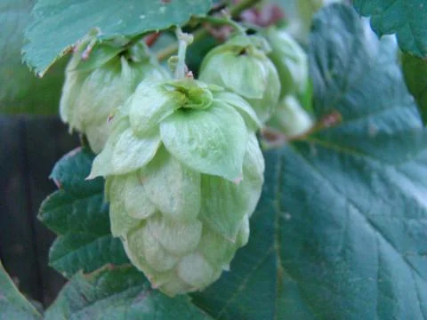 Hops Foto stock