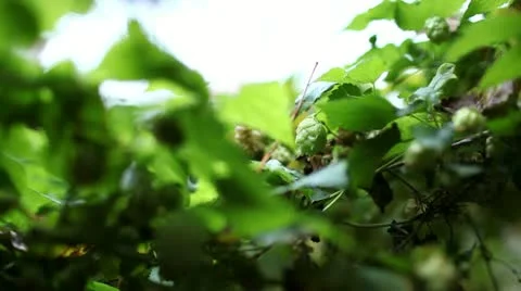 Hops Plant Close Up Stock Footage 12673257