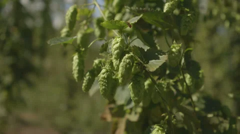 Hops plant Vídeo Stock 37304843