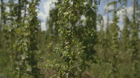 Hops plantation Stockbeeldmateriaal 37304737