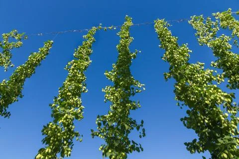 Hops plants Stock-Fotos