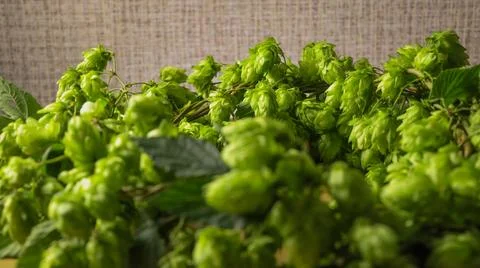 Hops ready for brewing in a kitchen setting during late summer Stock Photos