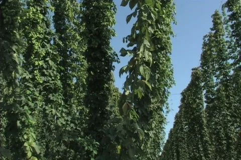Hops ready for harvest 库存影片 306488