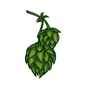 Hops in the style of line drawing. Stock Illustration