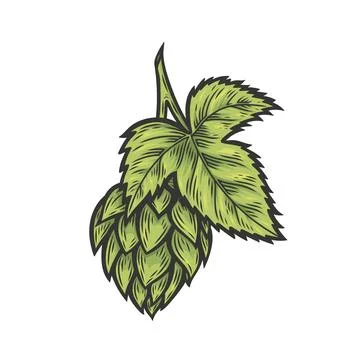 Hops in the style of line drawing Stock Illustration