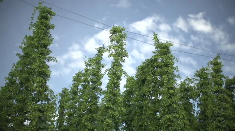 Hops Timelapse Vidéo 46843426