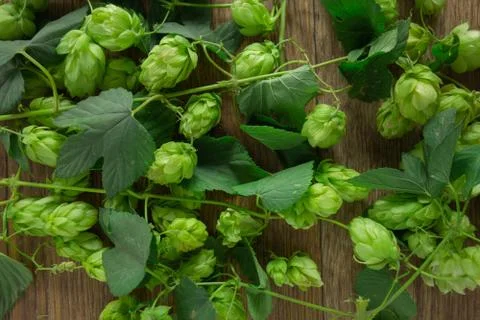 Hops twining bines. Concept of beer brewing process. Green herbal pattern bac 스톡 사진