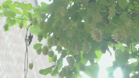 Hops on The Vine 스톡 동영상 131653069