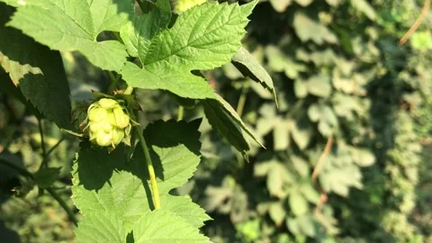 Hops on vine Stock Footage 160084548