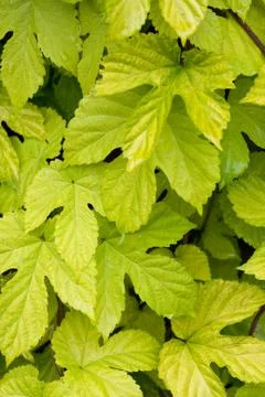 Hops vine Stock Photos