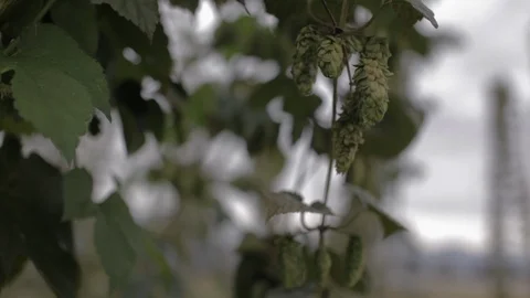 Hops On the Vine Sway in the Wind at a Hops Farm, 1080p HD Stock Footage 86885170