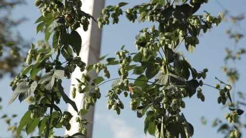 Hops on vine, swaying in the breeze - static shot Video stock 116838572