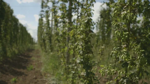 Hops vines Vídeo Stock 37304862