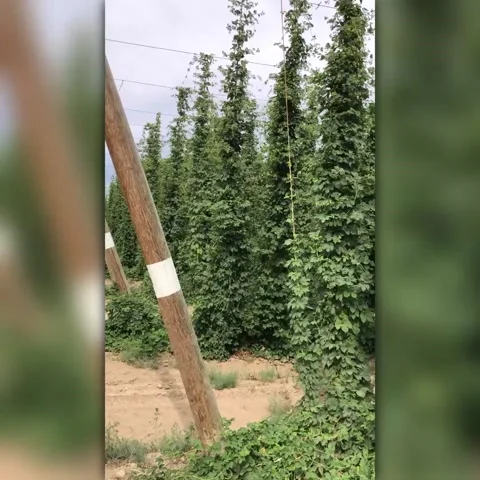 Hops Vines Stock Footage 135935388