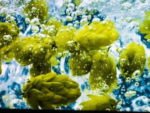 Hops in Water Stock Photos