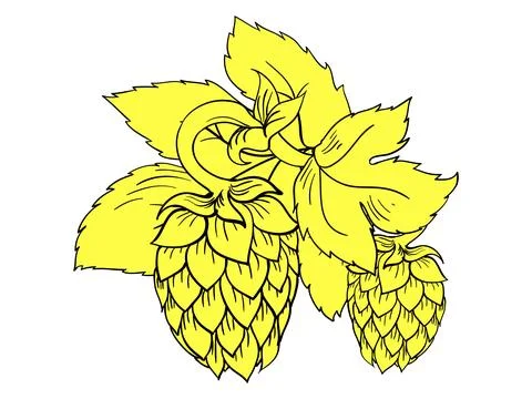 Hops with wheat vector illustration Stock Illustration
