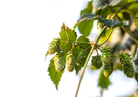Hops on White Stock Photos