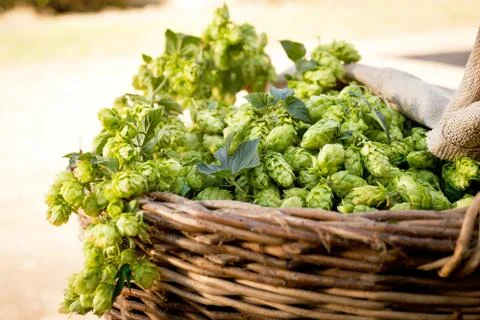 Hops in the wicker basket Foto stock