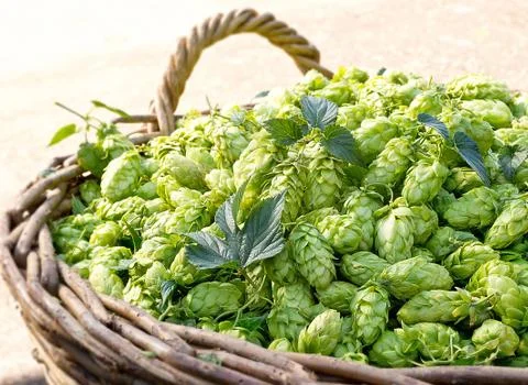 Hops in the wicker basket Stock Photos