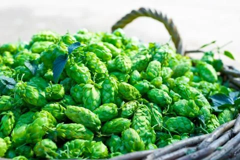 Hops in the wicker basket Stock Photos