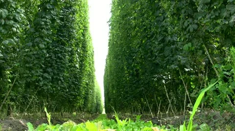 Hops in the Wind Video stock 10898071