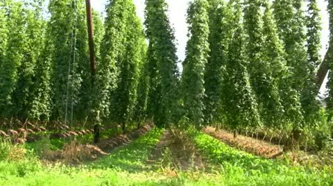 Hopsfield Video stock 11058794