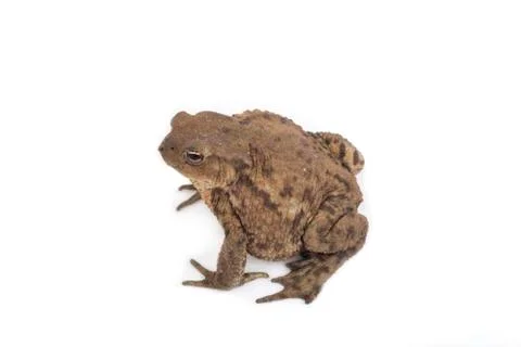 Hoptoad isolated on white background Stock Photos