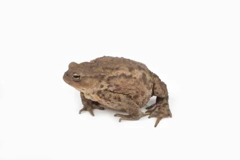 Hoptoad isolated on white background Stock Photos
