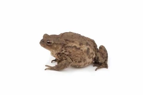 Hoptoad isolated on white background Stock Photos