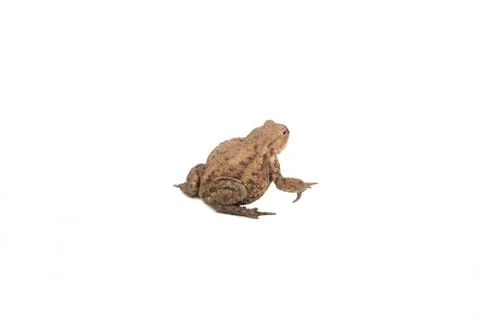 Hoptoad isolated on white background Stock Photos