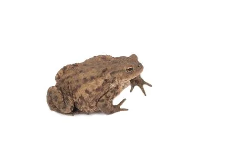 Hoptoad isolated on white background Stock Photos