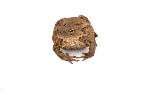 Hoptoad isolated on white background Stock Photos